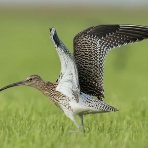 Eurasian Curlew