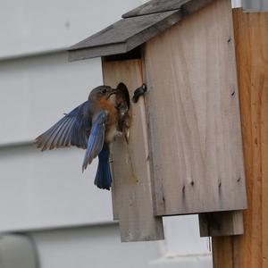 Eastern Bluebird