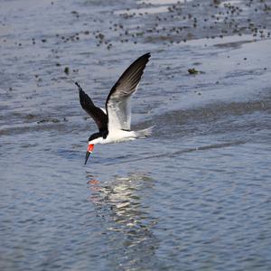 Black Skimmer