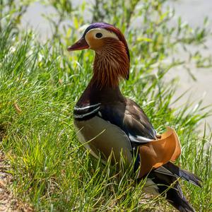 Mandarin Duck