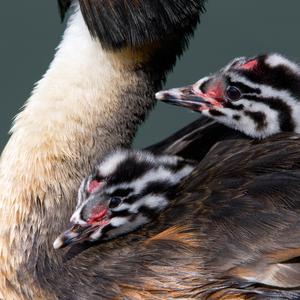 Great Crested Grebe