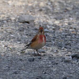 Eurasian Linnet