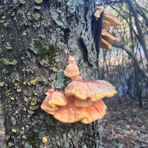 Chicken Mushroom