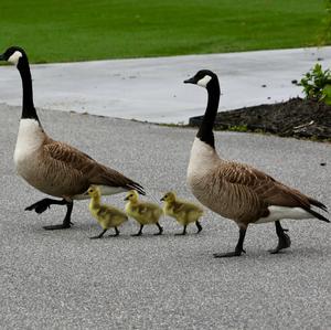 Canada Goose