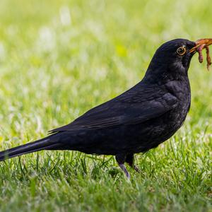 Eurasian Blackbird