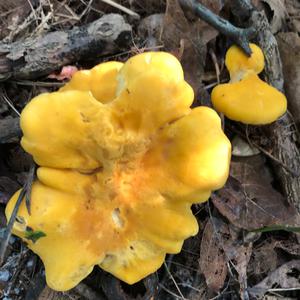 Chanterelle, Common