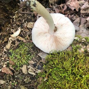 Fawn Mushroom