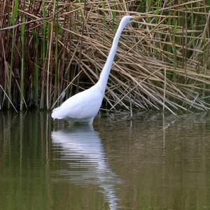 Great Egret