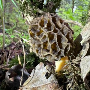 Yellow Morel