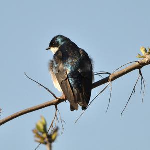 Tree Swallow