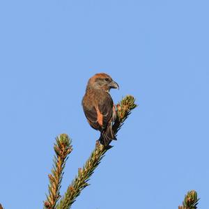 Red Crossbill