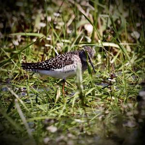 Wood Sandpiper