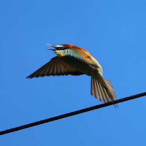 European Bee-eater