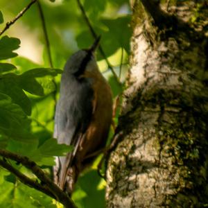 Wood Nuthatch