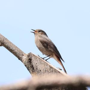 Black Redstart