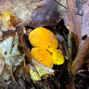 Chanterelle, Common