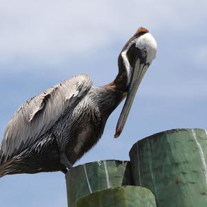 Brown Pelican