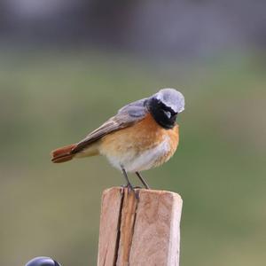 Common Redstart