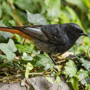 Black Redstart