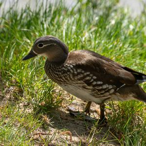 Mandarin Duck