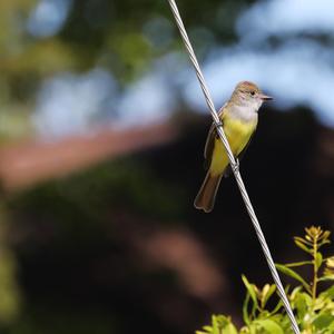 Great Crested Flycatcher