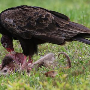 Turkey Vulture