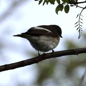 European Pied Flycatcher