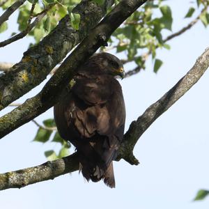 Black Kite