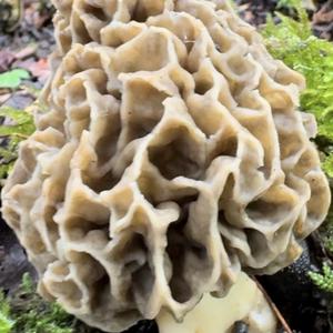 Yellow Morel