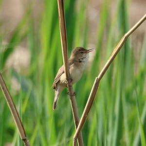 Eurasian Reed-warbler