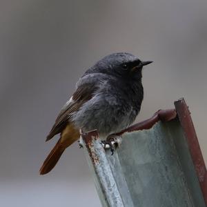 Black Redstart