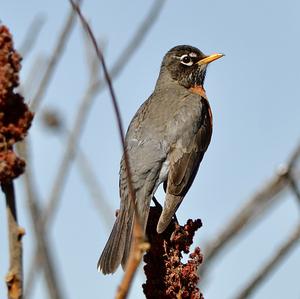 American Robin