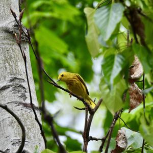 Yellow Warbler