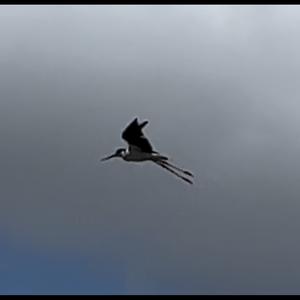 Black-winged Stilt