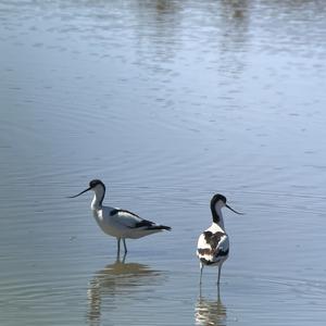 Pied Avocet