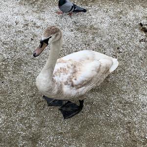 Mute Swan