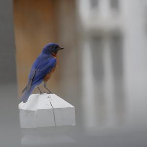 Eastern Bluebird