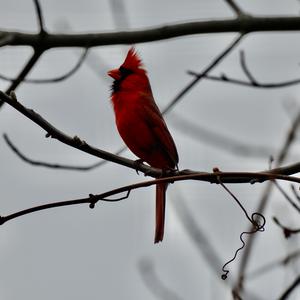 Northern Cardinal