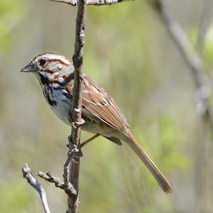 Song Sparrow