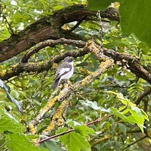 European Pied Flycatcher