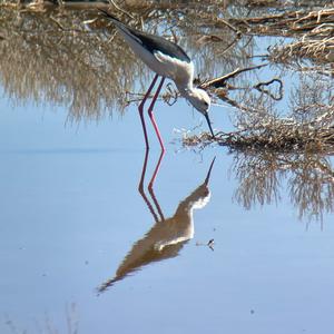 Black-winged Stilt