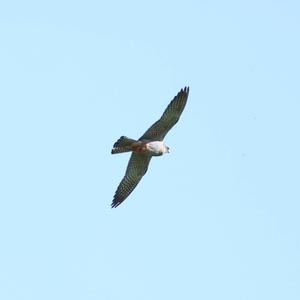 Red-footed Falcon