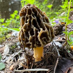 Yellow Morel