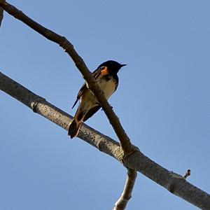 American Redstart