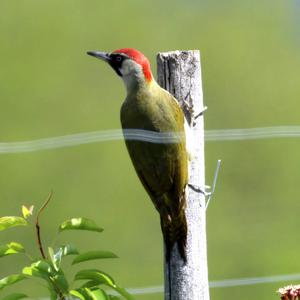 Eurasian Green Woodpecker