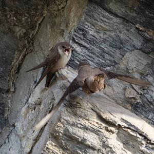 Eurasian Crag-martin