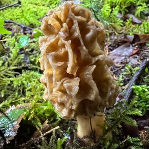 Yellow Morel