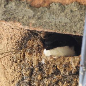 Northern House-martin