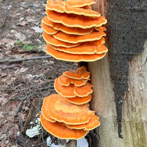 Chicken Mushroom