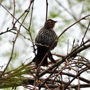 Red-winged Blackbird